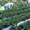 Agricultores têm perfil personalizado na plataforma Gov.br