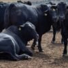 Rebanho bovino nacional teve aumento de 3,1% em 2021