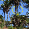 Palmeira de babaçú com três galhos, um fenômeno da natureza
