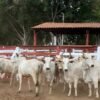 EM COLINAS, FORÇAS DE SEGURANÇA DEFLAGRAM OPERAÇÃO DE COMBATE AO FURTO DE GADO