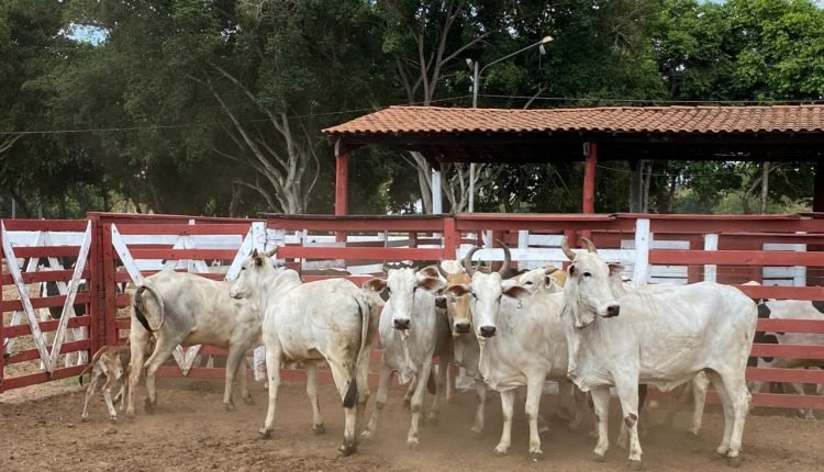 EM COLINAS, FORÇAS DE SEGURANÇA DEFLAGRAM OPERAÇÃO DE COMBATE AO FURTO DE GADO