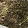 POLÍCIA CIVIL DESTRÓI PLANTAÇÃO DE MACONHA NA RESERVA DO CARU, EM BOM JARDIM