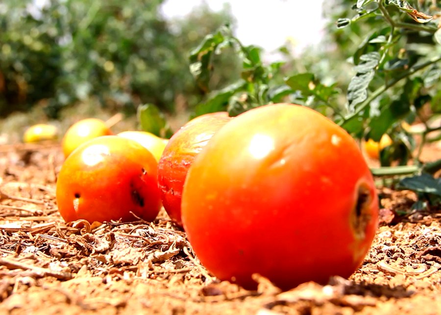Pesquisa obtém bons resultados no controle da traça-do-tomateiro no DF