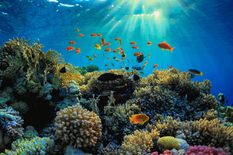 Brasil abriga um dos maiores sistemas de recifes do mundo