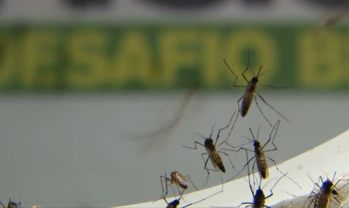Em 2022 o Brasil tem aumento de 172% nos casos de dengue e 978 mortes