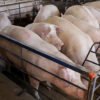 Cresce o abate de animais no 3° trimestre, com recorde de suínos e na produção de ovos de galinha
