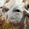 Ministério da Agricultura investiga suspeita de vaca louca