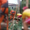 Homem morre ao ser atingido por galho enquanto realizava poda de árvore em São Luís