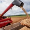 Aumento da temperatura vai afetar a produção de feijão no Brasil