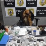 POLÍCIA CIVIL DEFLAGRA MEGAOPERAÇÃO DE REPRESSÃO AO TRÁFICO DE DROGAS EM PARNARAMA; QUATRO PESSOAS FORAM PRESAS, ALÉM DE DROGAS E ARMAS APREENDIDAS