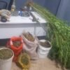 EM MONTES ALTOS, POLÍCIA CIVIL PRENDE HOMEM RESPONSÁVEL POR PLANTAÇÃO DE MACONHA