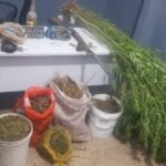 EM MONTES ALTOS, POLÍCIA CIVIL PRENDE HOMEM RESPONSÁVEL POR PLANTAÇÃO DE MACONHA