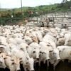 Bancos vão endurecer regras para concessão de crédito a frigoríficos no Maranhão e amazonia Legal