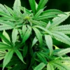 STF remarca para junho julgamento sobre descriminalização de drogas para o consumo pessoal