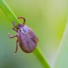 Febre Maculosa no Maranhão