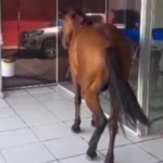 “CAVALO, O CLIENTE VIP”  NA CAIXA ENCONÔMICA DE CODÓ, TÁ TUDO BEM, TUDO BACANA