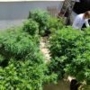 Especialistas discutem formas de melhorar acesso à cannabis medicinal
