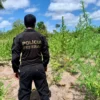 PF deflagra operação Polígono V para combater o cultivo de drogas no MA