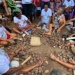 Sancionada lei que incentiva produção e consumo de coco babaçu