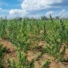 EM PARCERIA COM A PF, CENTRO TÁTICO AÉREO APREENDE CERCA DE 750 KG DE MACONHA EM GRAJAÚ