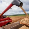 Conab: produção de grãos deve atingir 312 milhões de toneladas