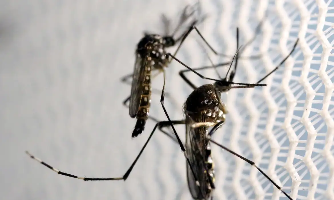 Minas Gerais decreta estado de emergência por causa da dengue