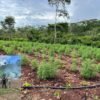 PF erradica mais de 119 mil pés de maconha em Grajaú/MA