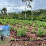 PF erradica mais de 119 mil pés de maconha em Grajaú/MA