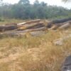 Polícia Civil localiza ponto de extração ilegal de madeira na zona rural do município de São Domingos do Azeitão