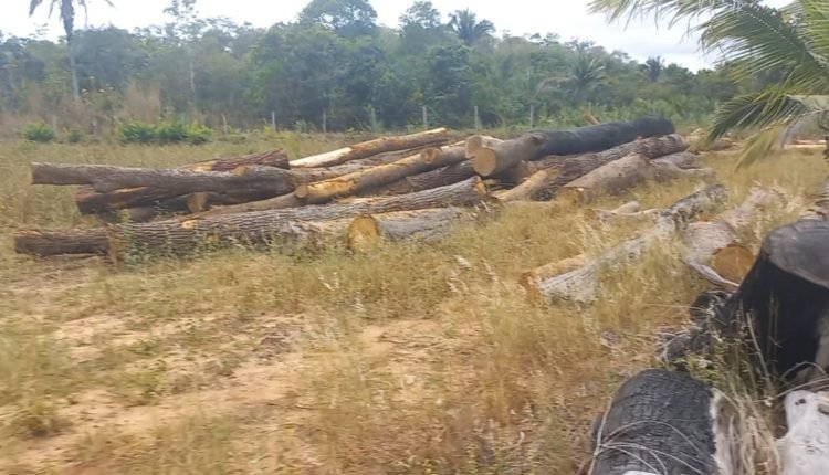Polícia Civil localiza ponto de extração ilegal de madeira na zona rural do município de São Domingos do Azeitão