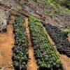PF deflagra operações de combate ao plantio de maconha em Grajaú MA