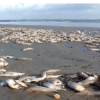 Milhares de sardinhas mortas em praias de São Luís