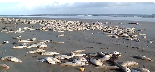 Milhares de sardinhas mortas em praias de São Luís