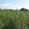 Falta de regulamentação da cannabis é omissão dolosa, diz especialista