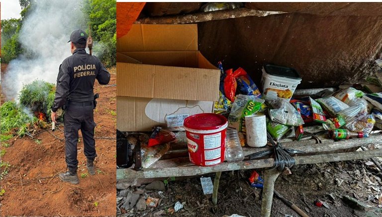 PF deflagra Operação Encadeamento em combate ao plantio ilícito de maconha em Grajaú/MA