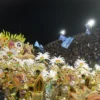 Beija-flor conquista o 15º título do carnaval do Rio de Janeiro