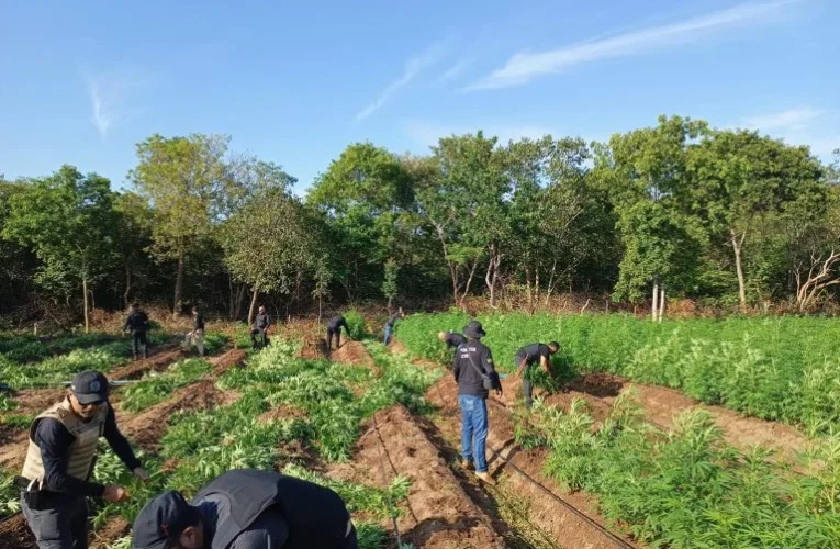 Plantação de maconha é localizada durante operação em São João dos Patos