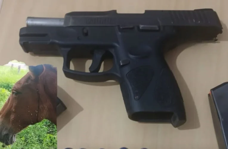 Homem é detido por maus-tratos após atirar contra burro em Bacabal